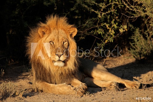 Picture of Big male African lion